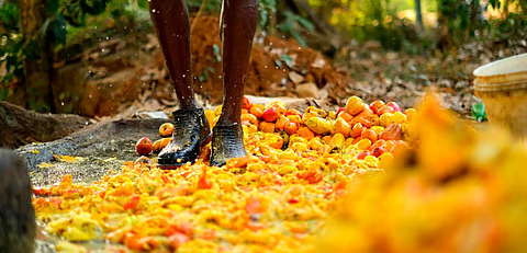 Cashew Trail