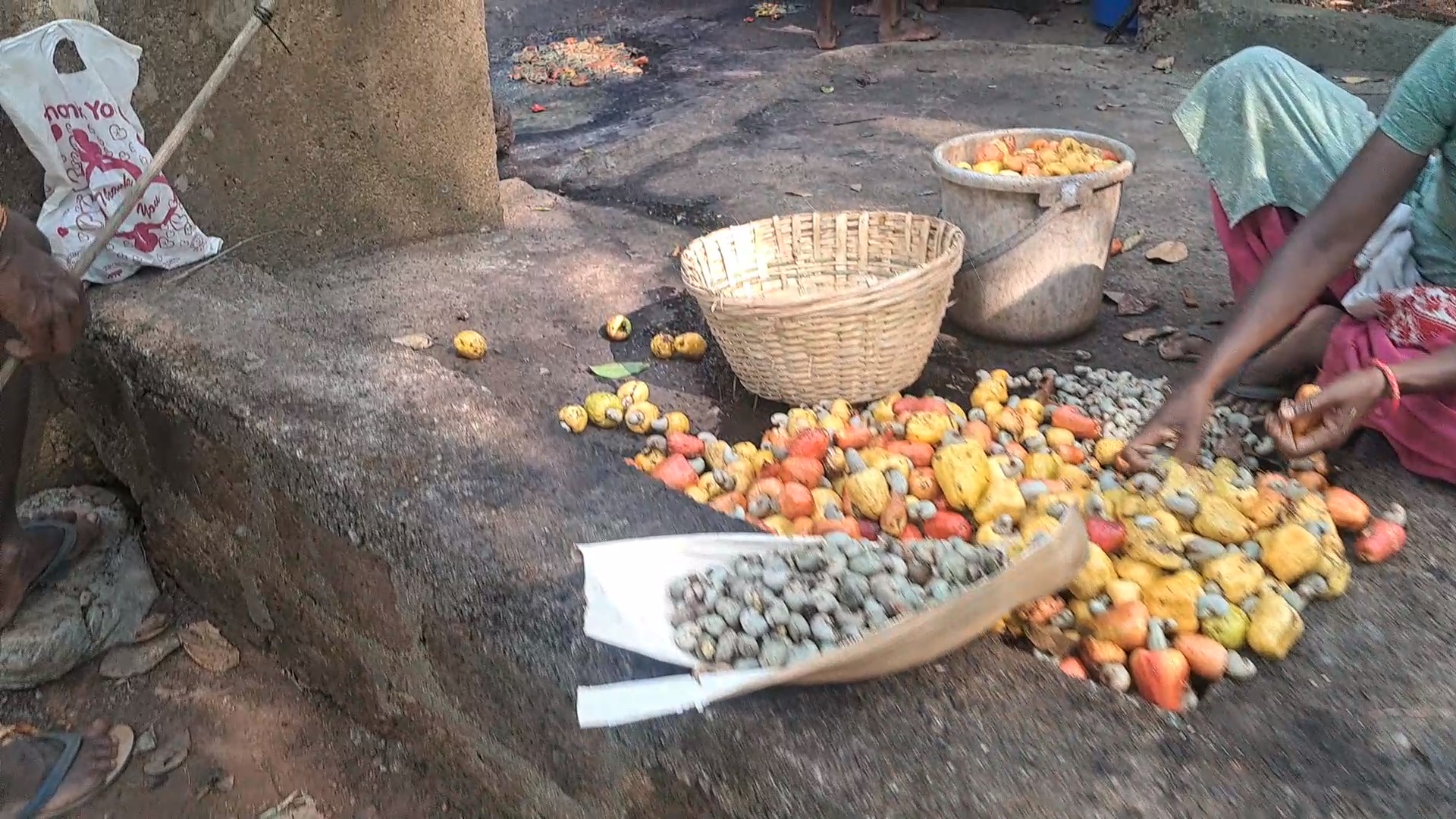 Cashew Trail