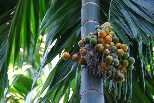 Tropical Spice Plantation Walkaround