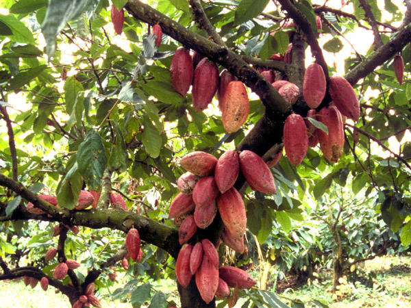 Spice Plantation Tour & Swimmng Pool